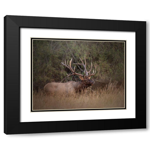 Bull Elk Black Modern Wood Framed Art Print with Double Matting by McFerrin, Larry