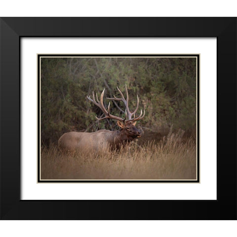 Bull Elk Black Modern Wood Framed Art Print with Double Matting by McFerrin, Larry