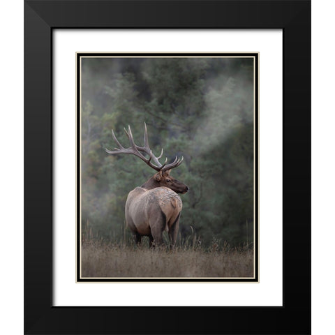 Bull Elk II Black Modern Wood Framed Art Print with Double Matting by McFerrin, Larry