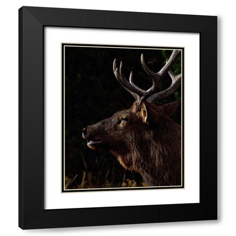 Sunset Bull Black Modern Wood Framed Art Print with Double Matting by McFerrin, Larry
