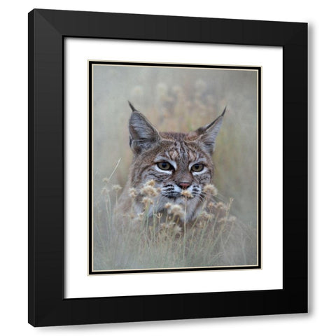 Bobcat Black Modern Wood Framed Art Print with Double Matting by McFerrin, Larry