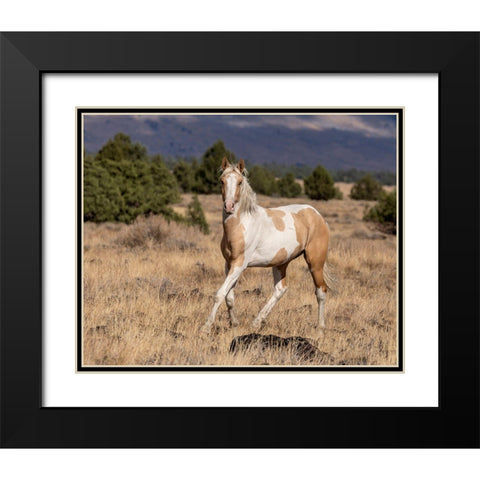 Curious Colt Black Modern Wood Framed Art Print with Double Matting by McFerrin, Larry
