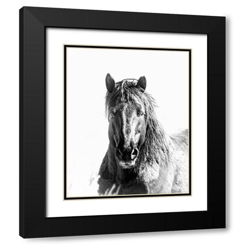 Black Stallion Black Modern Wood Framed Art Print with Double Matting by McFerrin, Larry