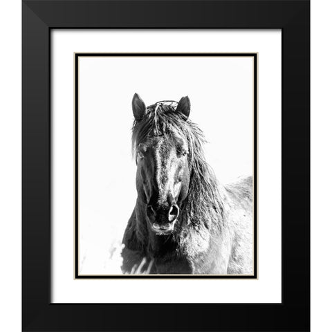 Black Stallion Black Modern Wood Framed Art Print with Double Matting by McFerrin, Larry