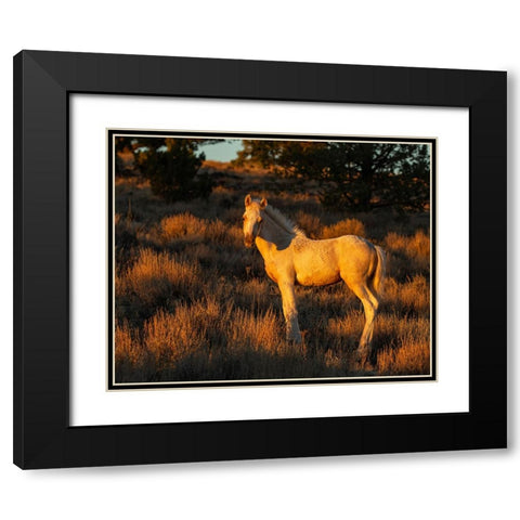Pueblos Colt Black Modern Wood Framed Art Print with Double Matting by McFerrin, Larry