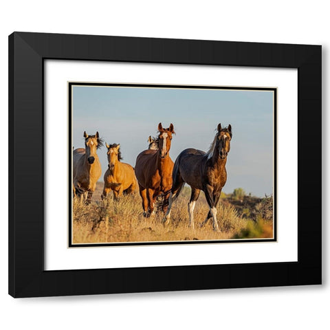 South Steens Mustangs Black Modern Wood Framed Art Print with Double Matting by McFerrin, Larry