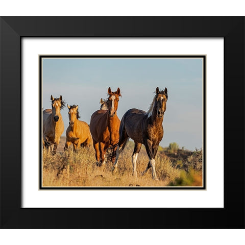 South Steens Mustangs Black Modern Wood Framed Art Print with Double Matting by McFerrin, Larry
