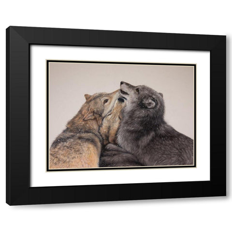 Three Wolves Black Modern Wood Framed Art Print with Double Matting by Harrison, Lesley