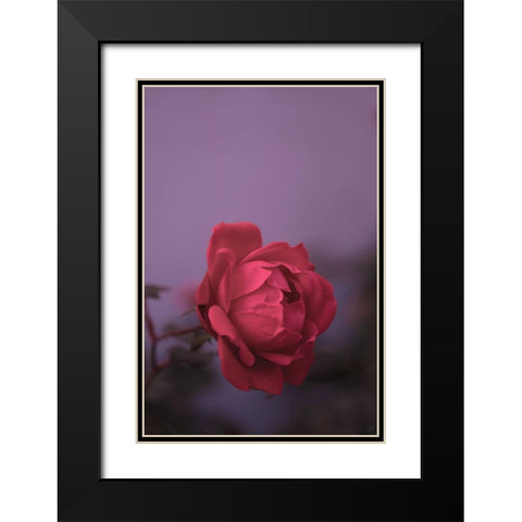 Pinky Rose Black Modern Wood Framed Art Print with Double Matting by Lee, Judson