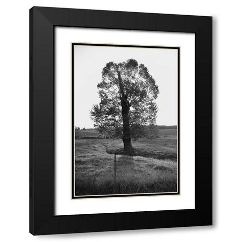 Giant Tree Black Modern Wood Framed Art Print with Double Matting by Lee, Judson