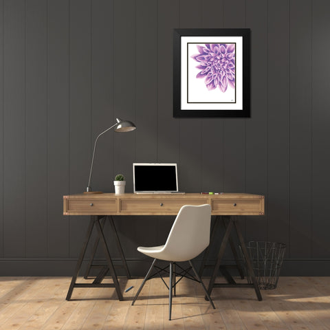Purple Chrysanthemum Black Modern Wood Framed Art Print with Double Matting by Fay, Mela