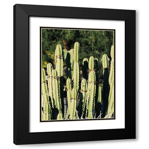 Cactus IX Black Modern Wood Framed Art Print with Double Matting by Singleton, Ashley