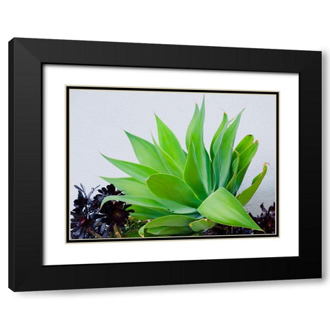 Succulent I Black Modern Wood Framed Art Print with Double Matting by Singleton, Ashley