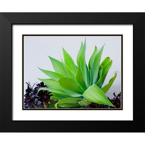 Succulent I Black Modern Wood Framed Art Print with Double Matting by Singleton, Ashley