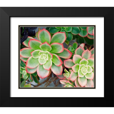 Succulent II Black Modern Wood Framed Art Print with Double Matting by Singleton, Ashley