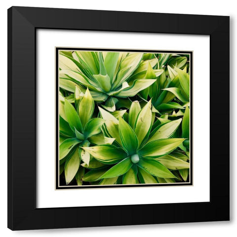 Succulent V Black Modern Wood Framed Art Print with Double Matting by Singleton, Ashley