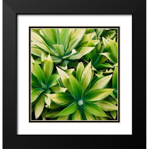 Succulent V Black Modern Wood Framed Art Print with Double Matting by Singleton, Ashley