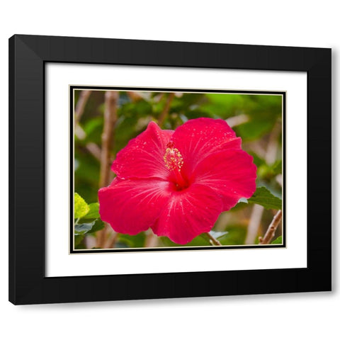 Raindrops on Hibiscus Black Modern Wood Framed Art Print with Double Matting by Singleton, Ashley