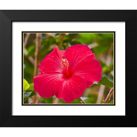 Raindrops on Hibiscus Black Modern Wood Framed Art Print with Double Matting by Singleton, Ashley