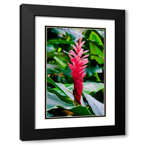 Pinky Black Modern Wood Framed Art Print with Double Matting by Singleton, Ashley