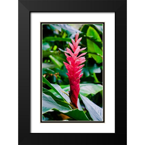 Pinky Black Modern Wood Framed Art Print with Double Matting by Singleton, Ashley