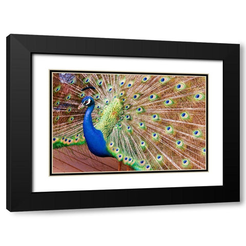 Plume II Black Modern Wood Framed Art Print with Double Matting by Singleton, Ashley