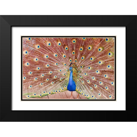 Plume III Black Modern Wood Framed Art Print with Double Matting by Singleton, Ashley
