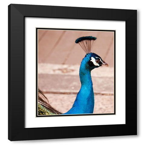 Peacock Black Modern Wood Framed Art Print with Double Matting by Singleton, Ashley