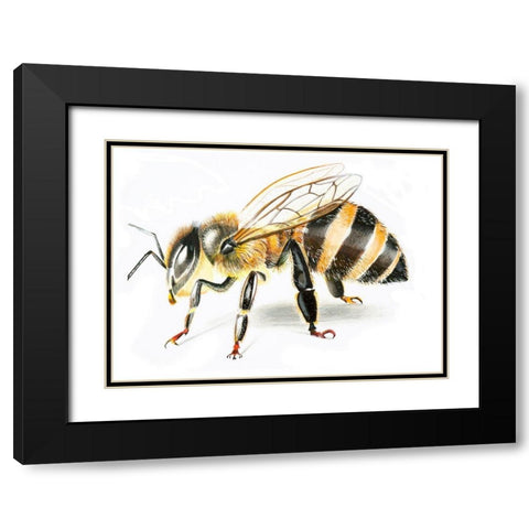 Bee II Black Modern Wood Framed Art Print with Double Matting by Shefranov, Olga