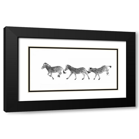 Dancing Zebras Black Modern Wood Framed Art Print with Double Matting by Murdock, Ramona