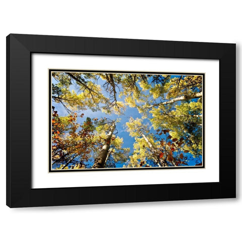 Look Up Black Modern Wood Framed Art Print with Double Matting by Murdock, Ramona