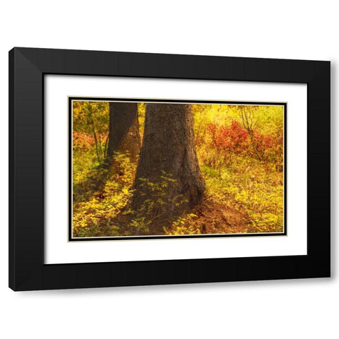 Forest Sunstream Black Modern Wood Framed Art Print with Double Matting by Murdock, Ramona