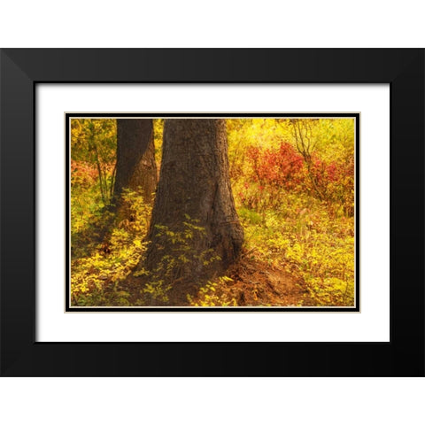 Forest Sunstream Black Modern Wood Framed Art Print with Double Matting by Murdock, Ramona