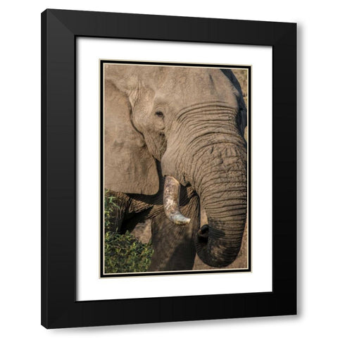 The Big Boss Black Modern Wood Framed Art Print with Double Matting by Murdock, Ramona