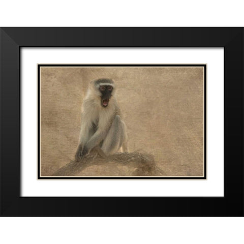 Primate Black Modern Wood Framed Art Print with Double Matting by Murdock, Ramona