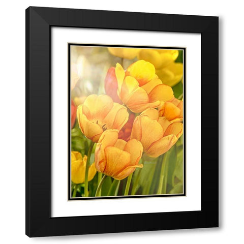 Sunshine Tulips Black Modern Wood Framed Art Print with Double Matting by Murdock, Ramona