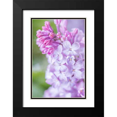 Spring Lilacs II Black Modern Wood Framed Art Print with Double Matting by Murdock, Ramona