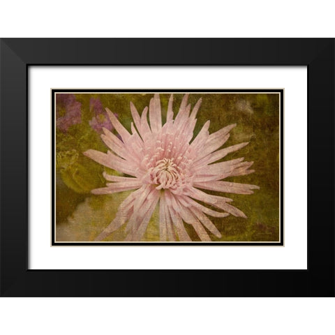 Heirloom Pink Black Modern Wood Framed Art Print with Double Matting by Murdock, Ramona