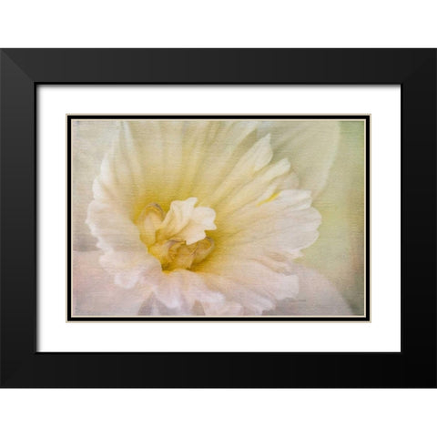 Daffodil Heart Black Modern Wood Framed Art Print with Double Matting by Murdock, Ramona