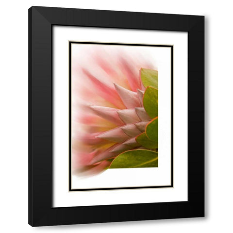 Protea Blossom Black Modern Wood Framed Art Print with Double Matting by Murdock, Ramona