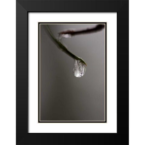 Frozen Dew Drop Black Modern Wood Framed Art Print with Double Matting by Murdock, Ramona