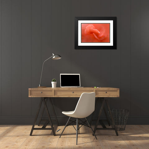 Peach Begonia Up Close Black Modern Wood Framed Art Print with Double Matting by Murdock, Ramona