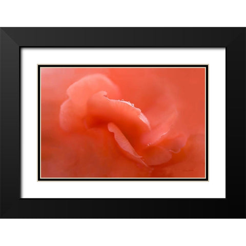 Peach Begonia Up Close Black Modern Wood Framed Art Print with Double Matting by Murdock, Ramona