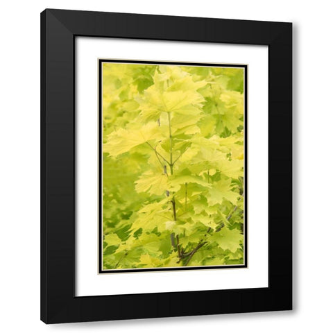 Spring Leaves III Black Modern Wood Framed Art Print with Double Matting by Murdock, Ramona
