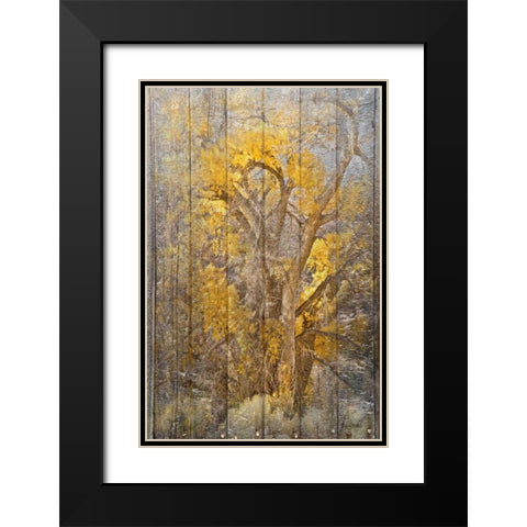 Autumn Tree Black Modern Wood Framed Art Print with Double Matting by Murdock, Ramona