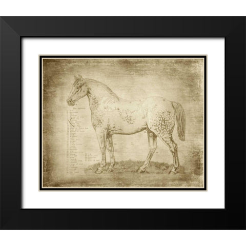 Horse Anatomy 101 Black Modern Wood Framed Art Print with Double Matting by Murdock, Ramona