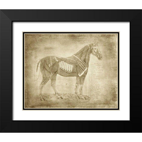 Horse Anatomy 401 Black Modern Wood Framed Art Print with Double Matting by Murdock, Ramona