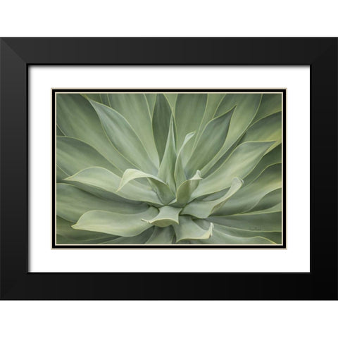 Elegant Agave Black Modern Wood Framed Art Print with Double Matting by Murdock, Ramona