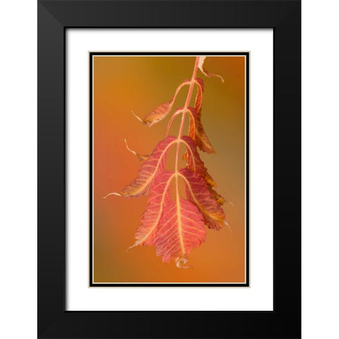 Sumac Twig Black Modern Wood Framed Art Print with Double Matting by Murdock, Ramona