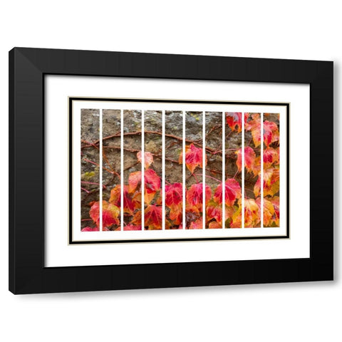Fall Leaves Black Modern Wood Framed Art Print with Double Matting by Murdock, Ramona